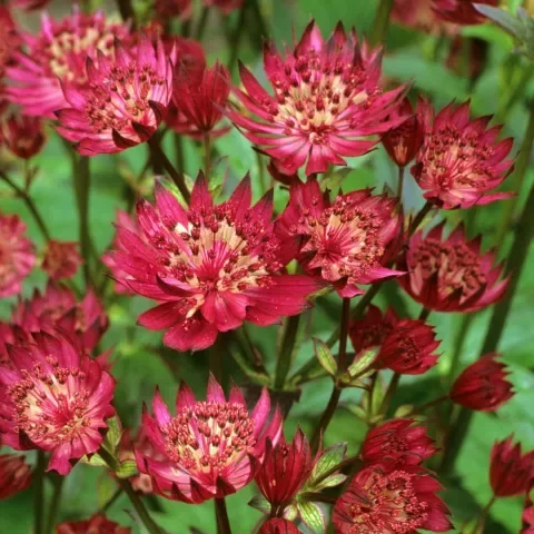astrantia-major-red-1.webp