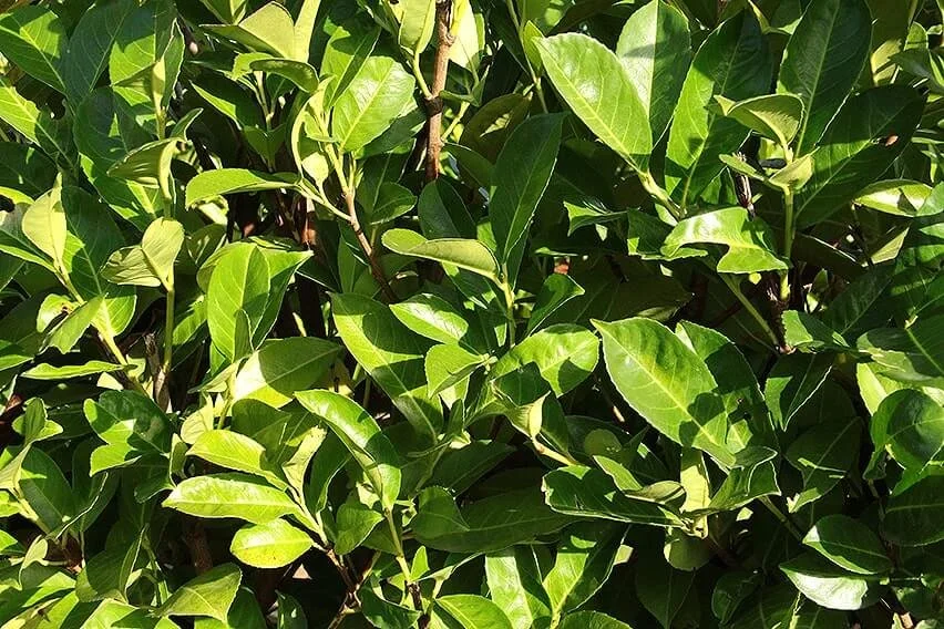 568597-Prunus-laurocerasus-English-cherry-laurel-hedge-foliage-closeup-privacy-fast-growing-InstantHedge.jpg