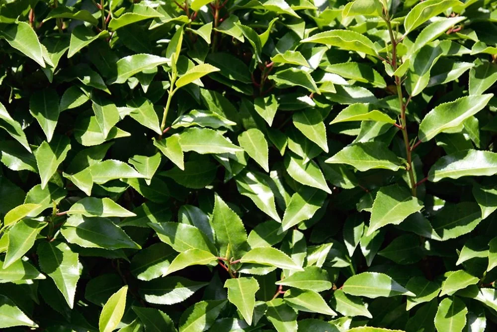 38704-192prunus-lusitanica-angustifolia-detail-1.jpg