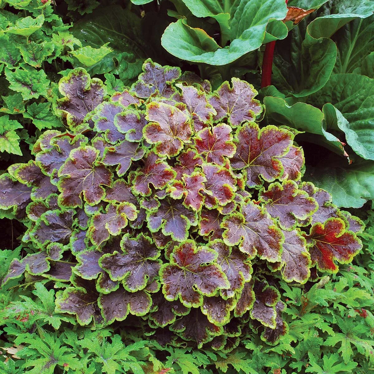 Heucherella-Solar-Eclipse-1.jpg