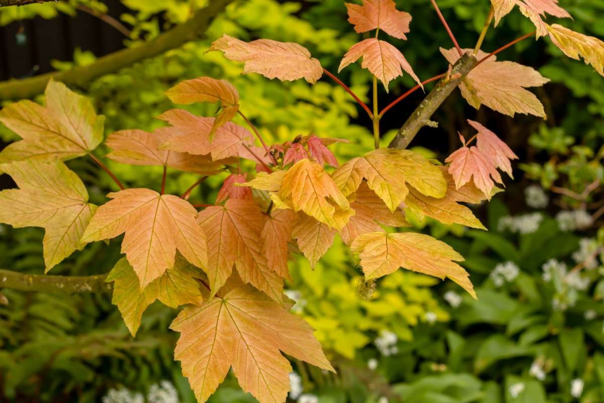 Acer-pseudoplatanus-Brilliantissimum-1395036128.jpg