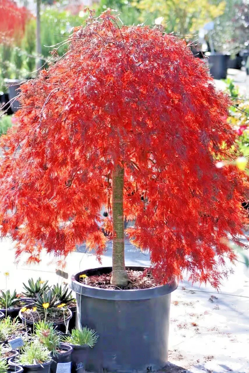 Acer Palmatum Crimson Queen Red Japanese Maple - 3Ltr Pot
