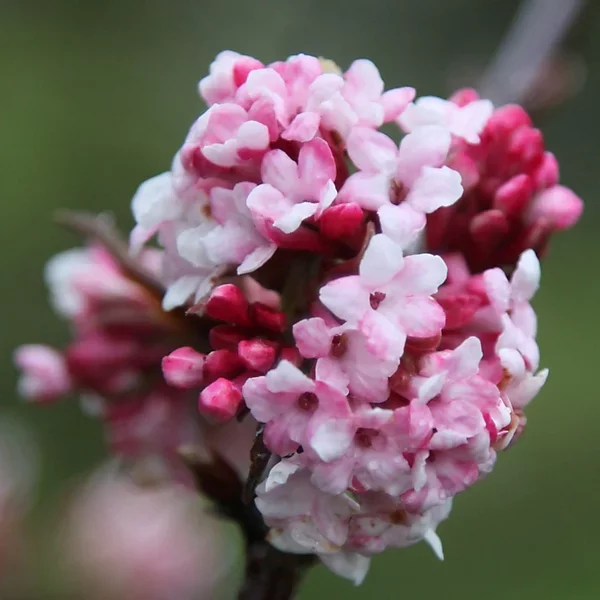 dawn-outdoor-shrub-plant-viburnum-x-bodnantense-2l-pot~5055452316112_01c_MP.webp