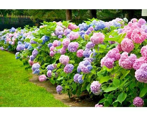 Hydrangea Macrophylla Bodensee - 3Ltr Pot