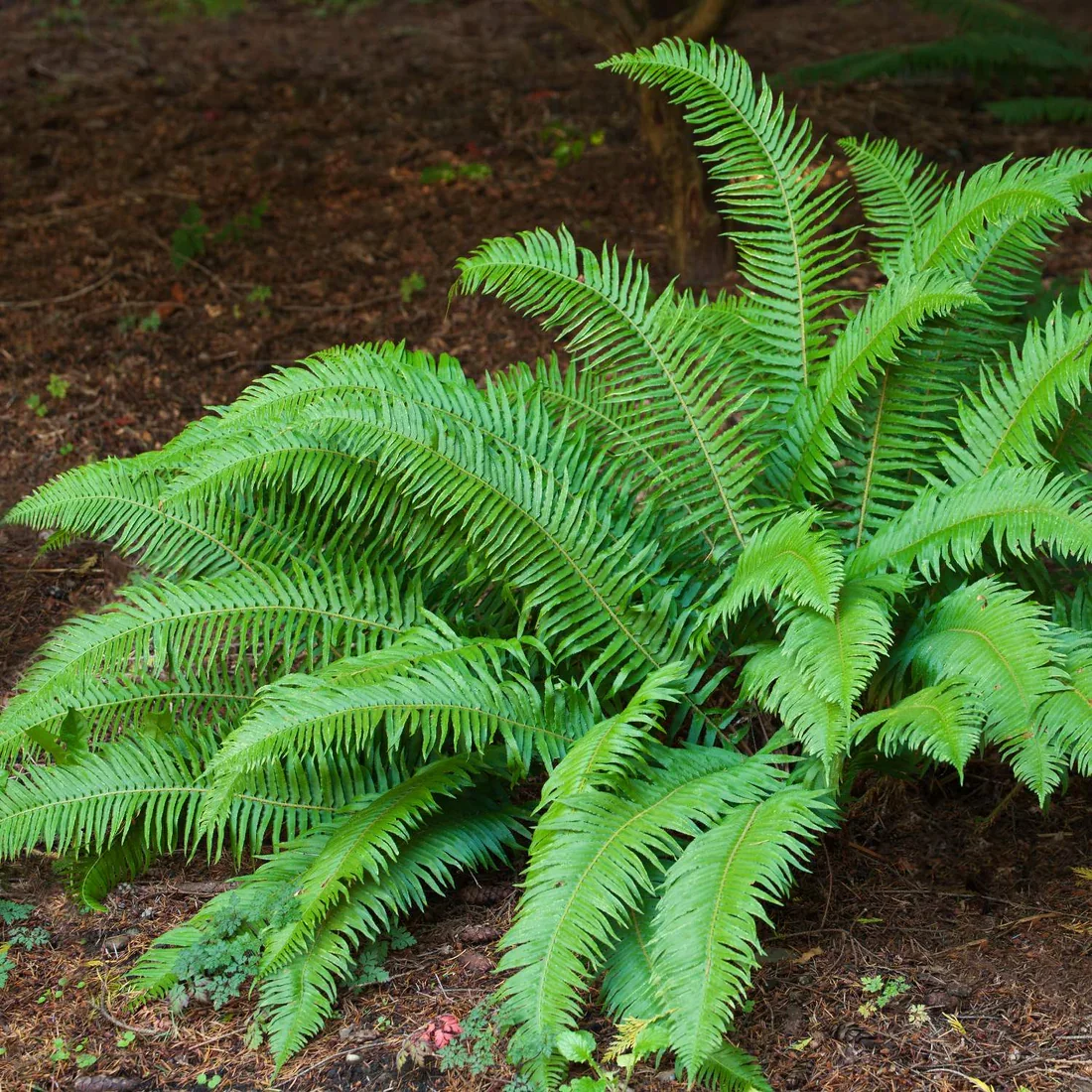 Polystichummunitum-WesternSwordFern_1815996806_SHUT-sqWeb.webp
