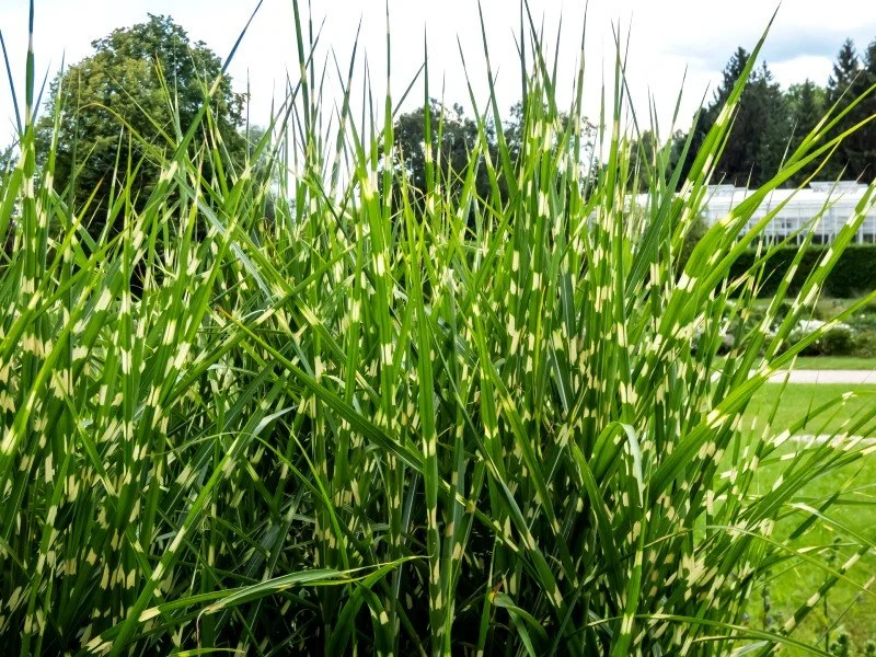 miscanthus-sinensis-strictus-roseau-chine-panache.jpg
