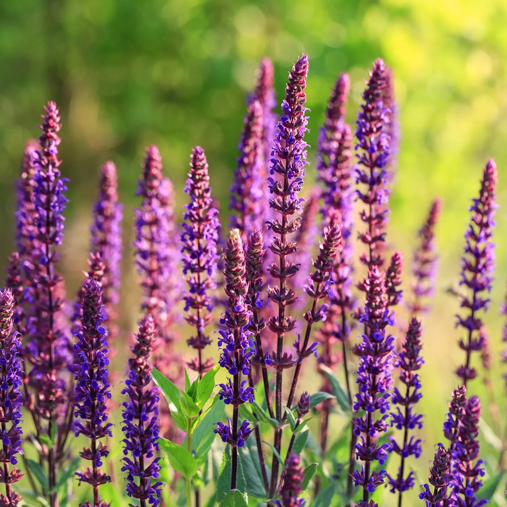 Salvia-nemorosa-Caradonna-Compact-Sauge-des-bois-copyright-18892-5.webp