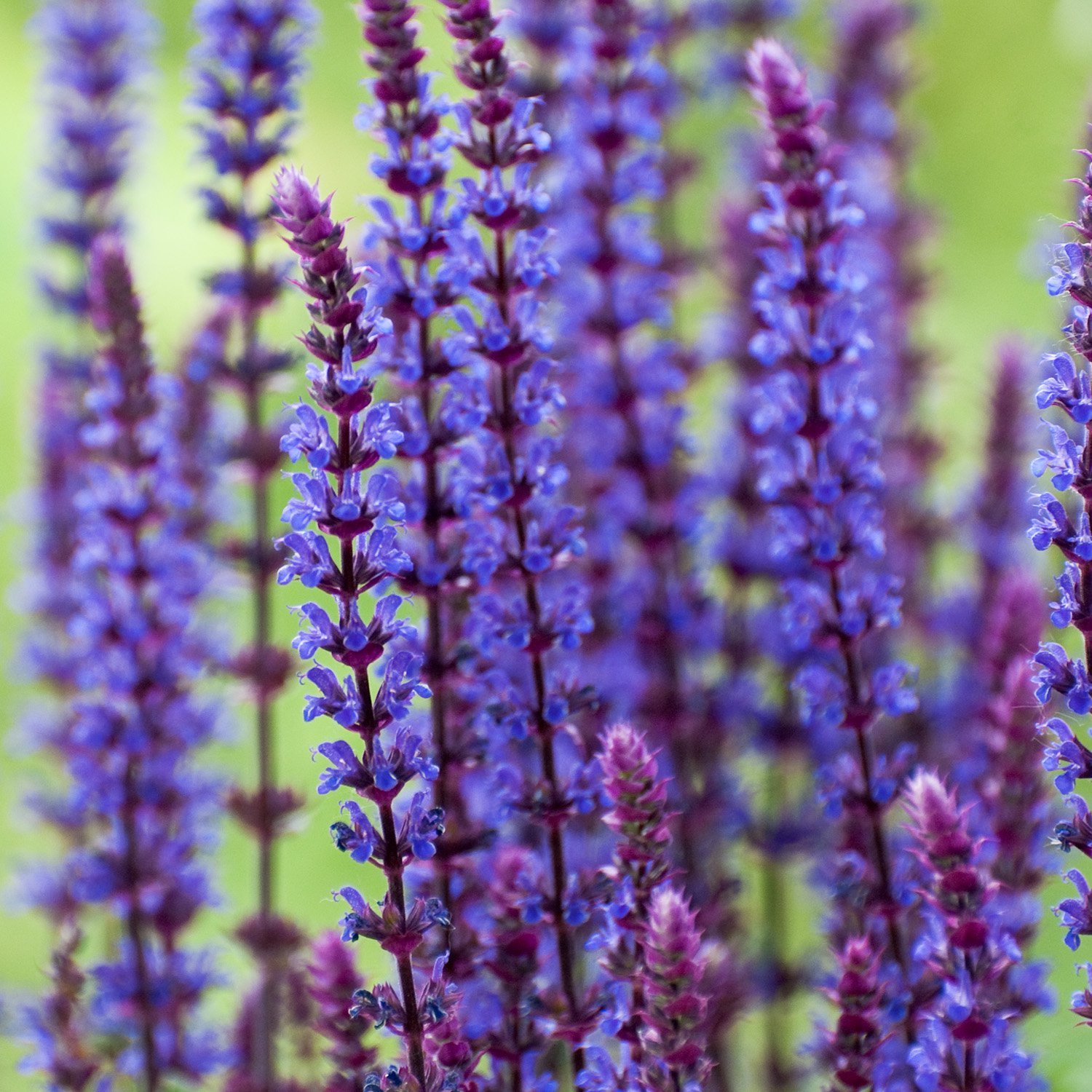 Salvia-nemorosa-Caradonna.jpg