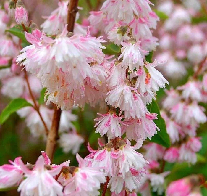 Deutzia Scabra Codsall Pink - 3Ltr Pot