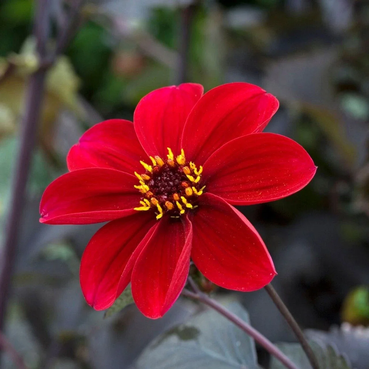 Dahlia Romeo - 3Ltr Pot