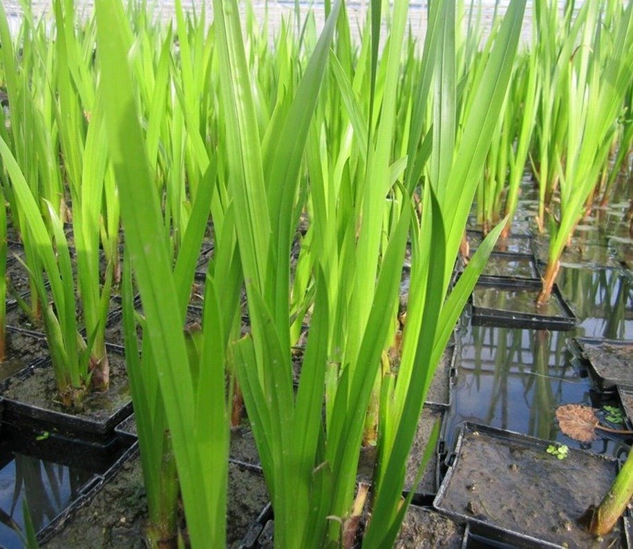 acorus-calamus-sweet-flag-d56159fbc67b1c63328f3e20e0112ef8_original.jpg