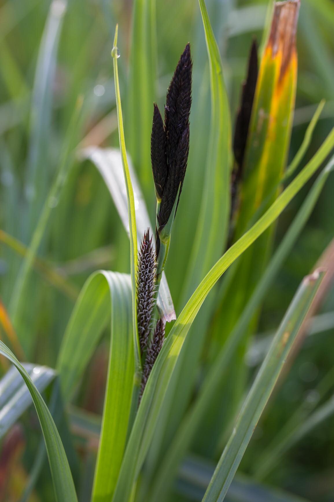 Carex-riparia-9766.jpg