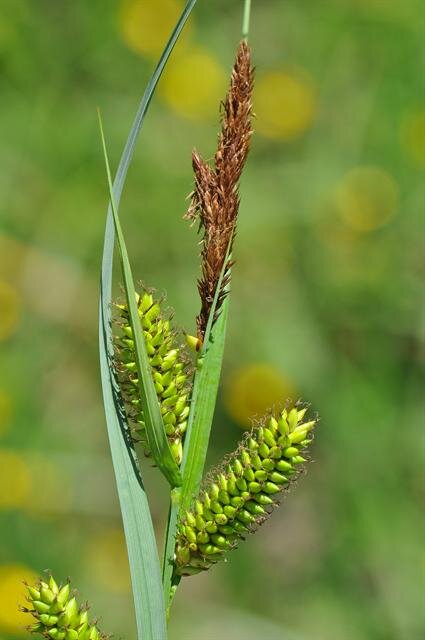 greater-pond-sedge-jcs-carex-riparia-56887.jpg