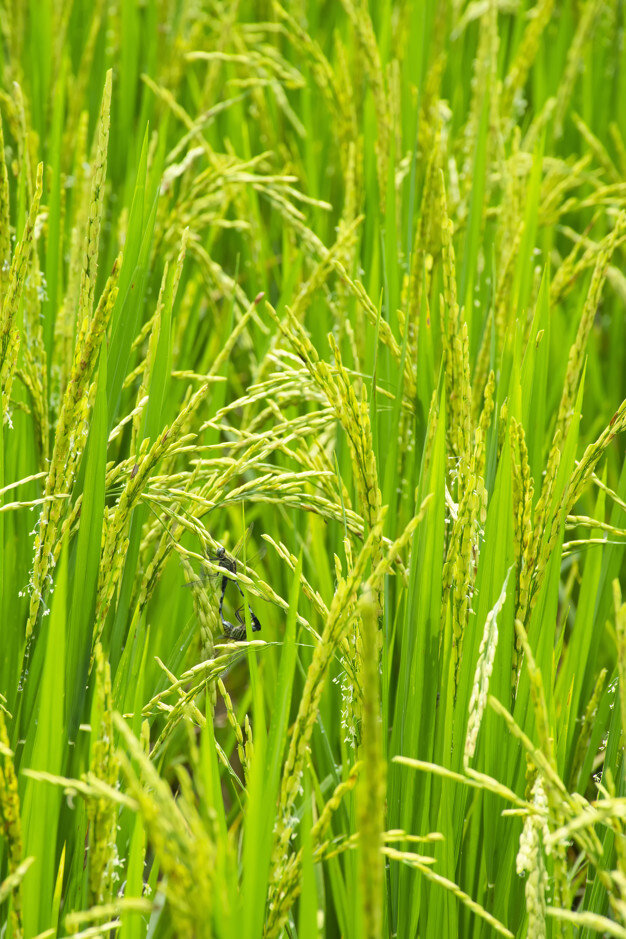 dragonfly-breeding-rice-fields_71919-46.jpg