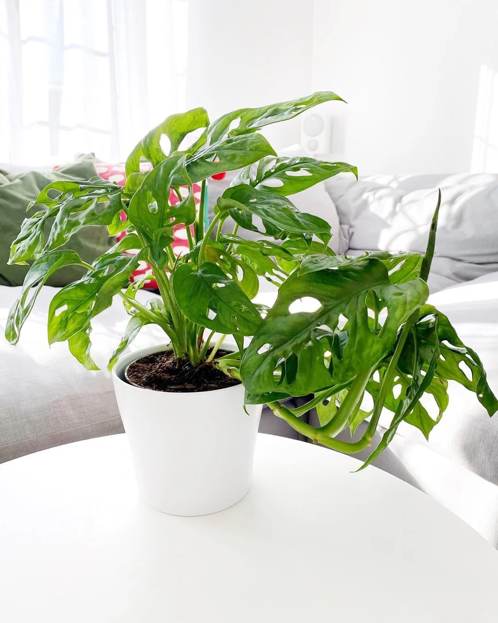 Monkey Mask (Monstera obliqua) 12cm pot  Plant House Cheshire Ltd