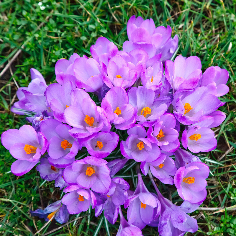 canstockphoto6859650.jpg
