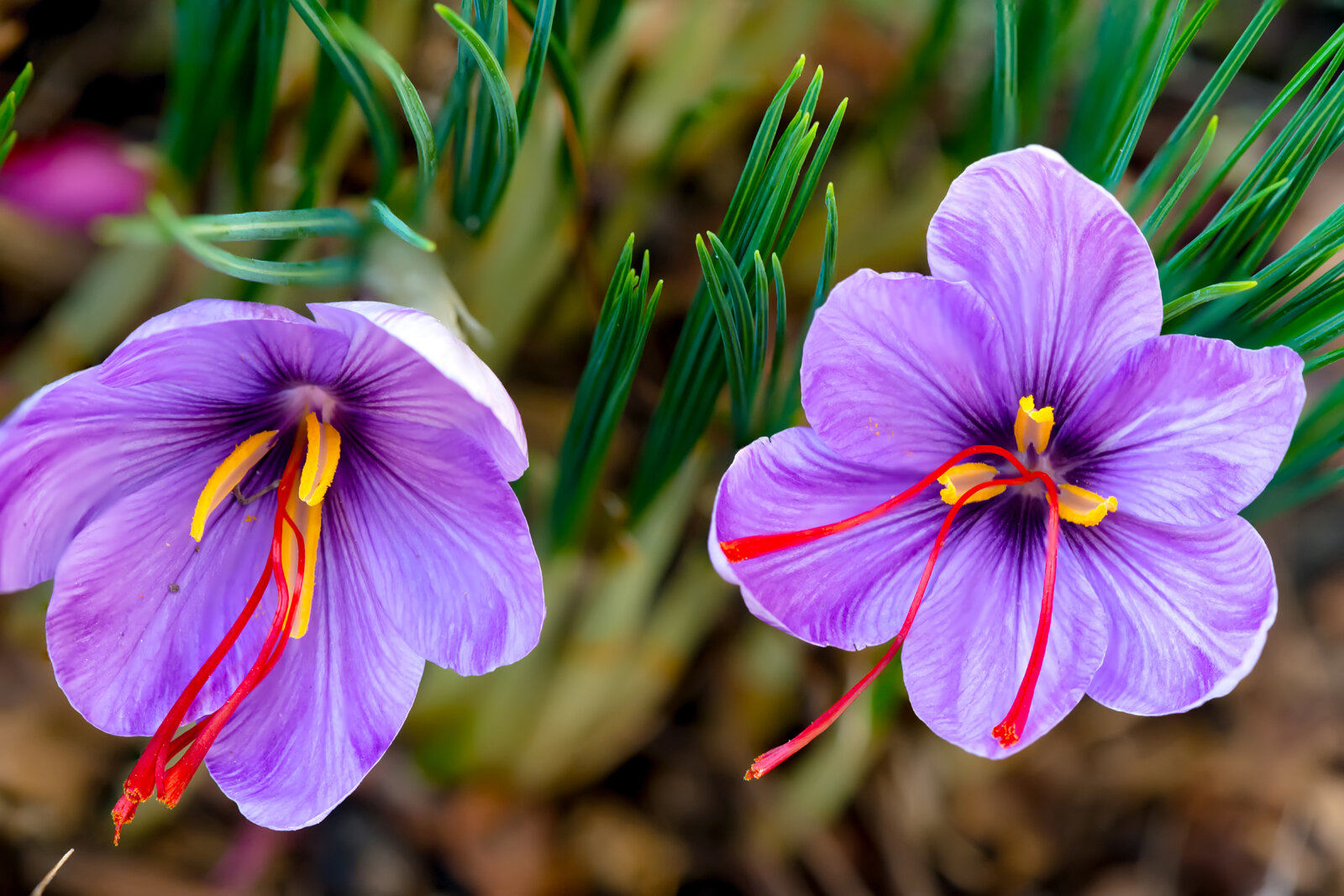 crocus saffron 1.jpg