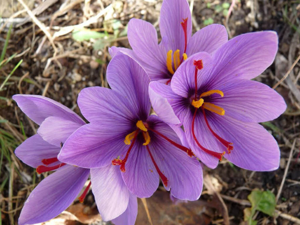 Crocus-sativus-Saffron-Crocus1.jpg