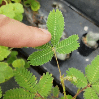 42d595aa112fa55ac176267363008a93.gif