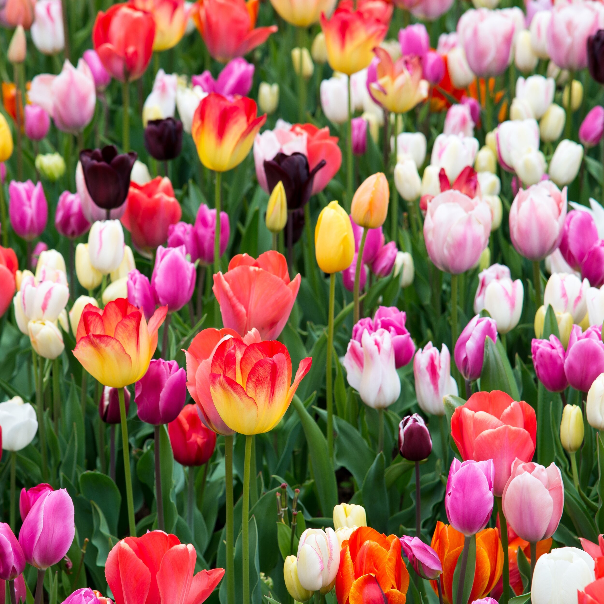 Tulip_Rainbow_Mix.SHUT_3_b8386d2c-c5e5-40c2-9ca3-73cb3cc7401a.jpg