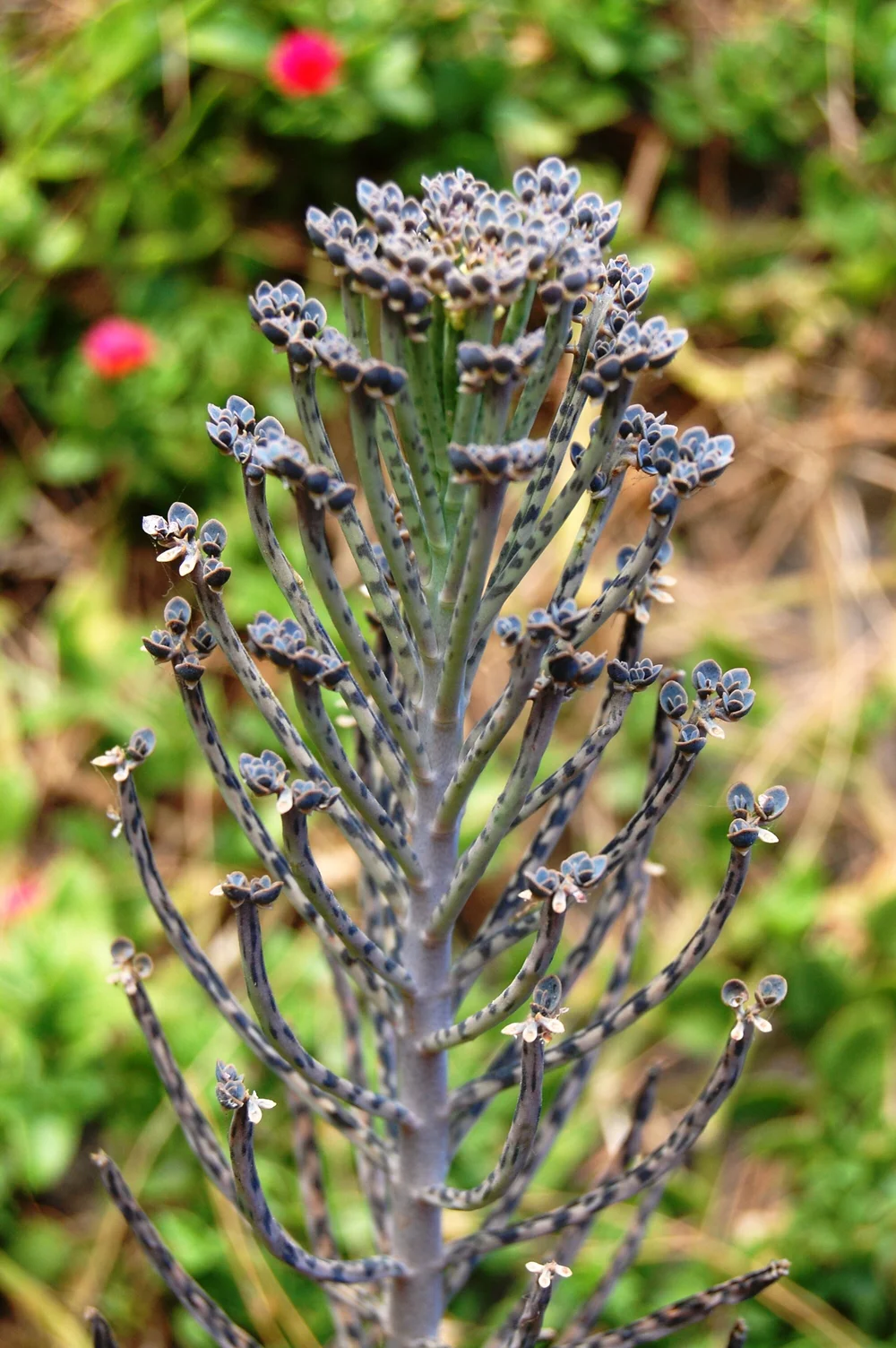 Mother of Millions (Kalanchoe delagoensis) Very RARE Succulent 9cm Pot   Plant House Cheshire Ltd