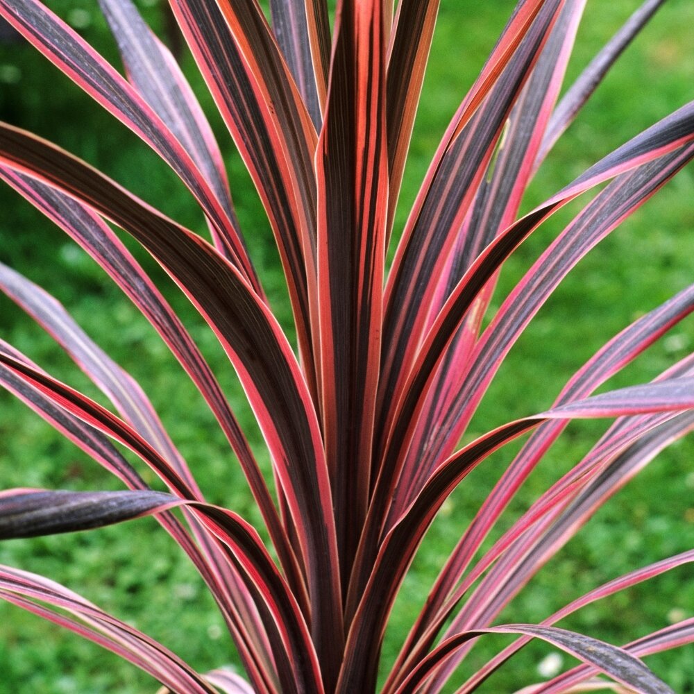 cordyline-southern-splendour-p5525-42288_image.jpg