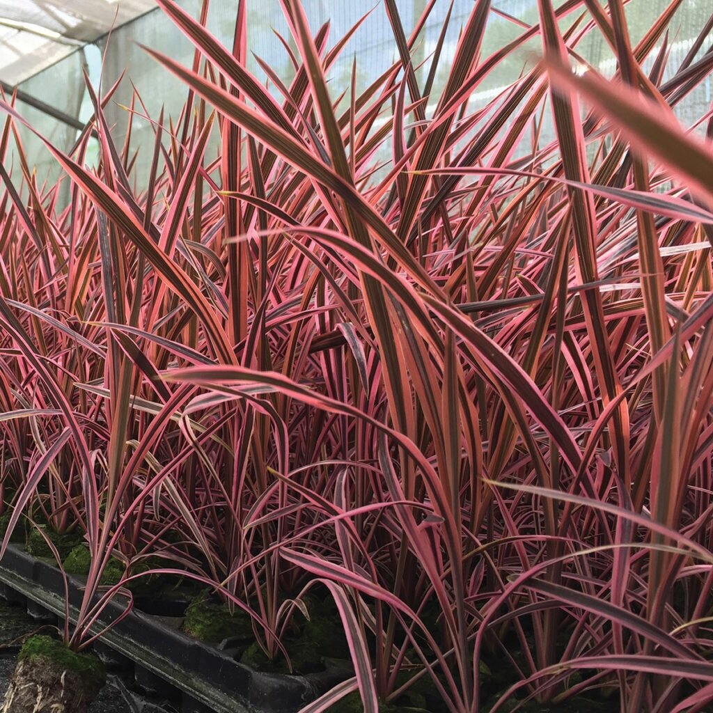 Cordyline-Southern-Splendour-1024x1024.jpg
