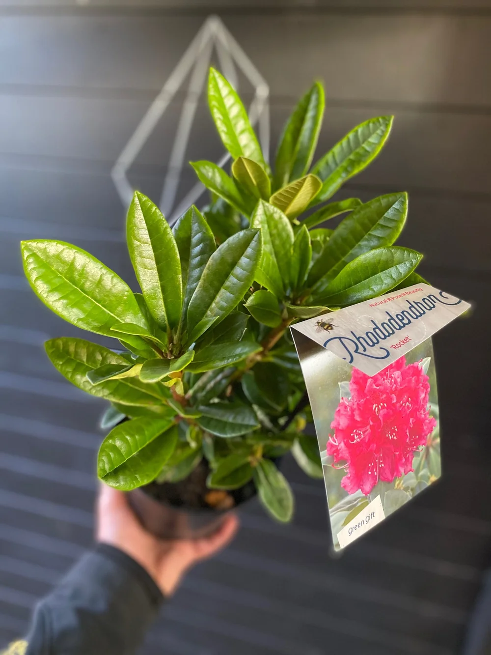Rhododendron (Rocket) XXL Deluxe Plant 3L Pot 50cm Height  Plant House  Cheshire Ltd