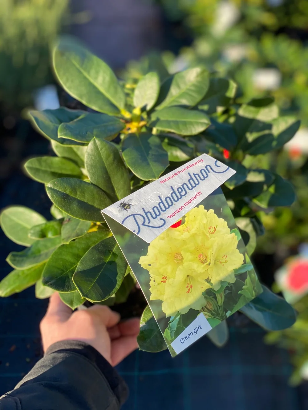 Rhododendron (Horizon Monarch) XXL Deluxe Plant 3L Pot 50cm Height  Plant  House Cheshire Ltd