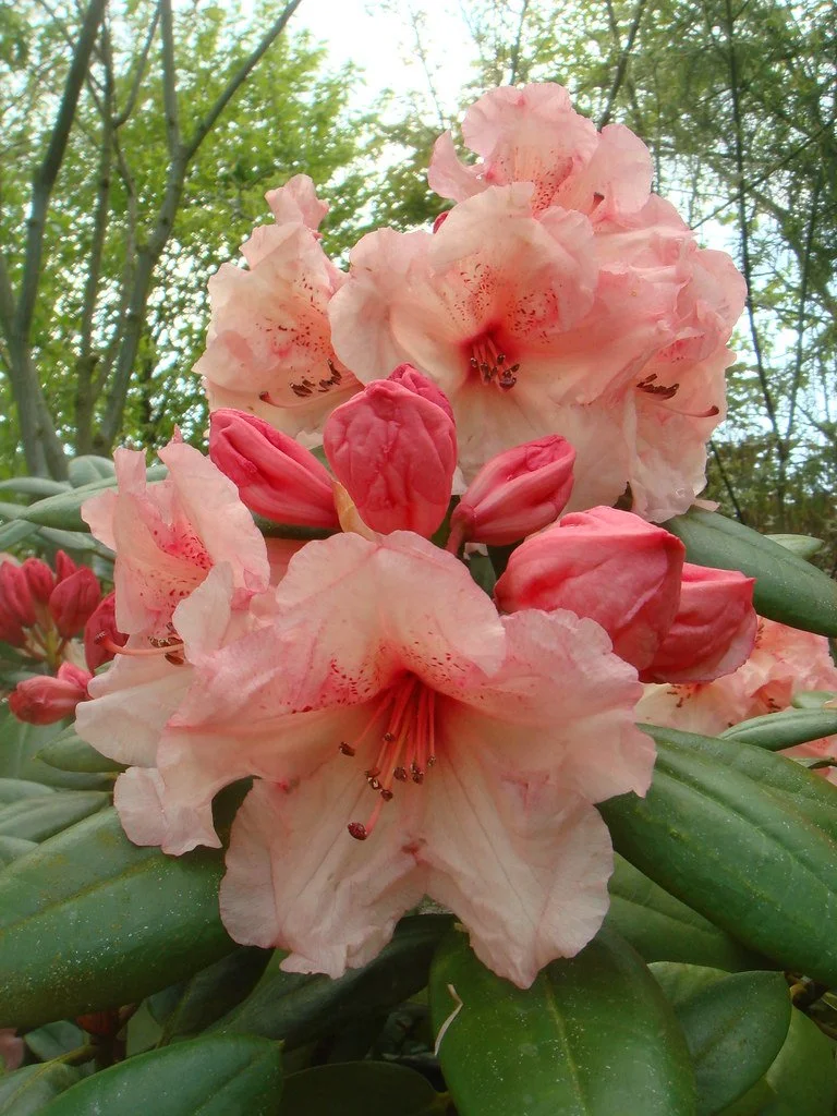 black widow rhododendron Black Widow main image 1