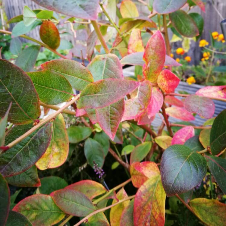 vaccinium-corymbosum-patriot.jpeg