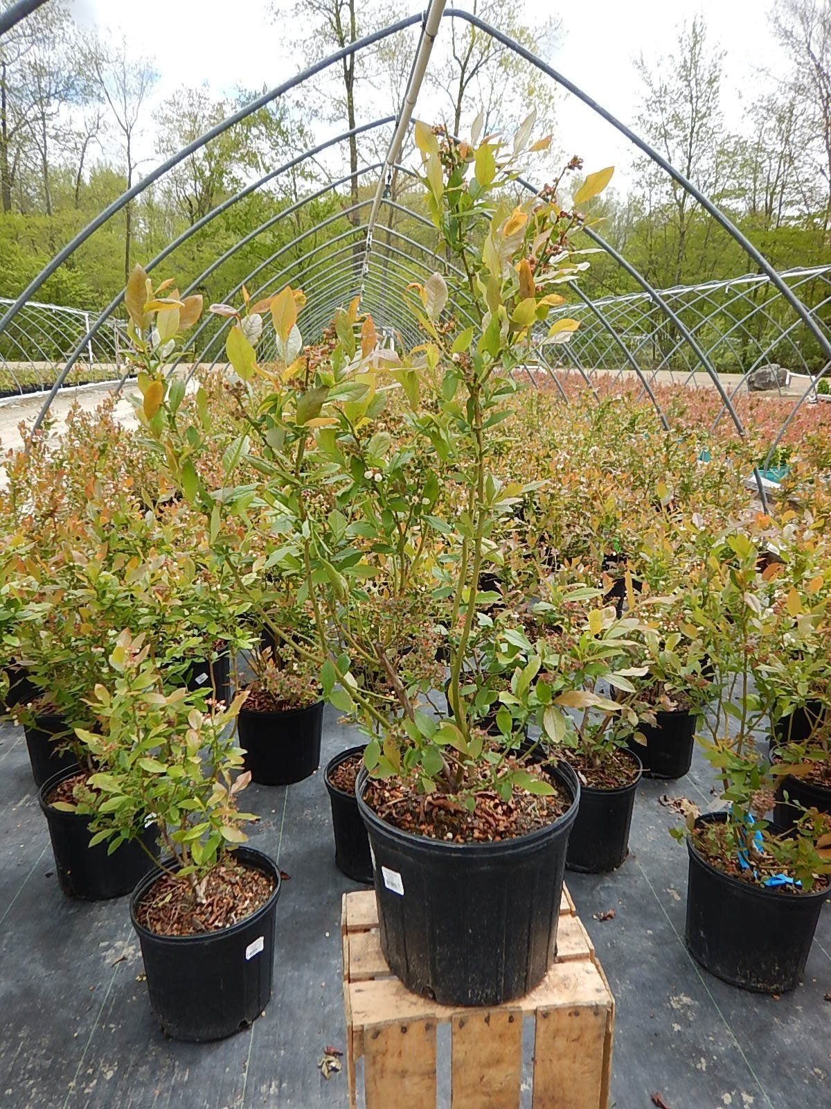 VACCINIUM_PATRIOT_3_da3c5860-69e4-4b37-901e-d8999a17df3d.jpg