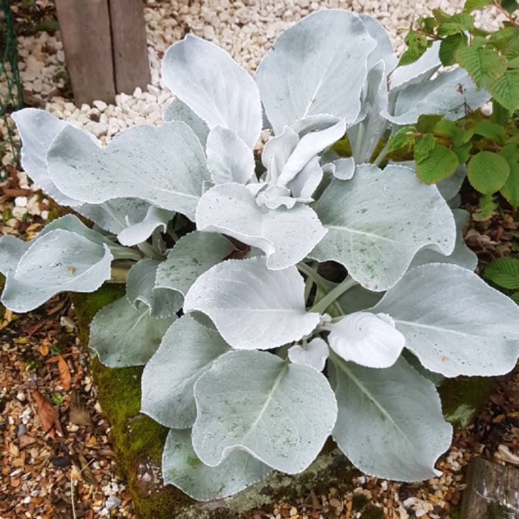 senecio-candicans-angel-wings.jpeg