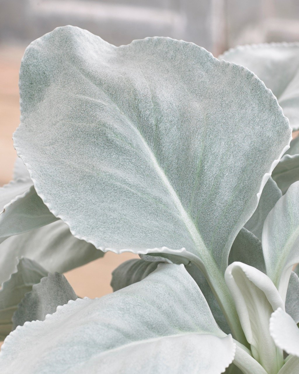 Senecio_Angel_Wings_cu_2.jpg