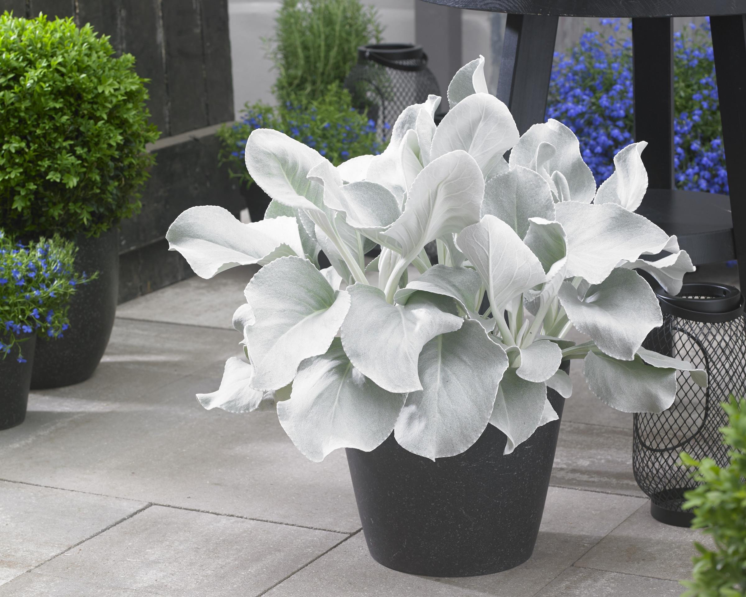 sesena_senecio-angel_wings_patio3_1.jpg