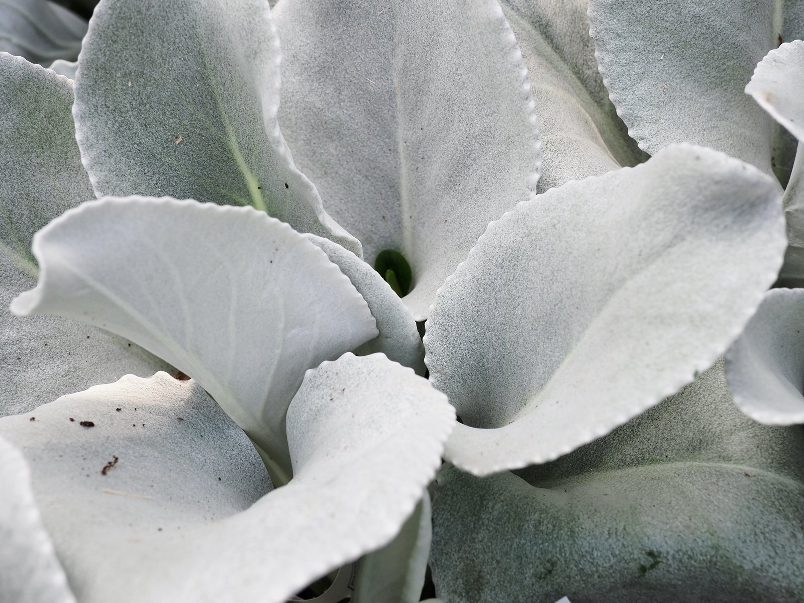 B_27_Feb_SENECIO_angel_wings_01.jpg
