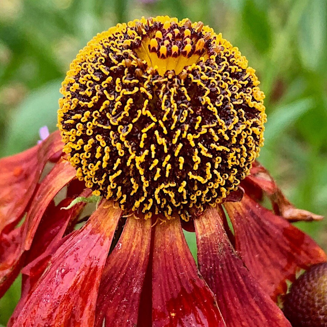helenium-moerheim-beauty.jpeg