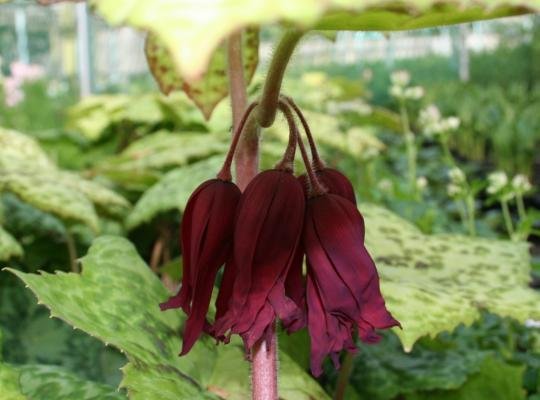 podophyllum-hexandrum-spotty-dotty-5-1024x903.jpeg