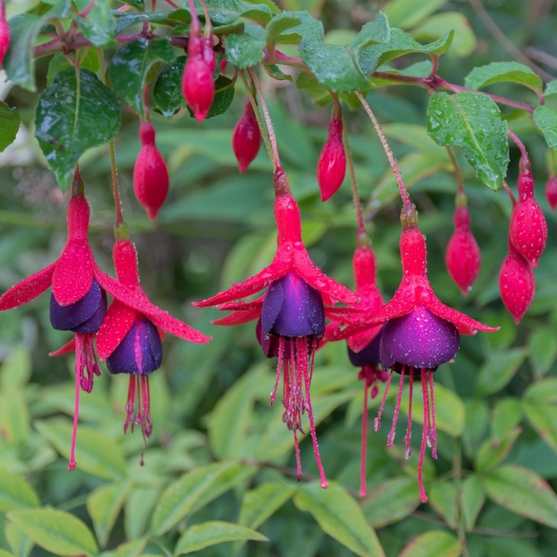 Fuchsia-Tom-Thumb-web.jpeg