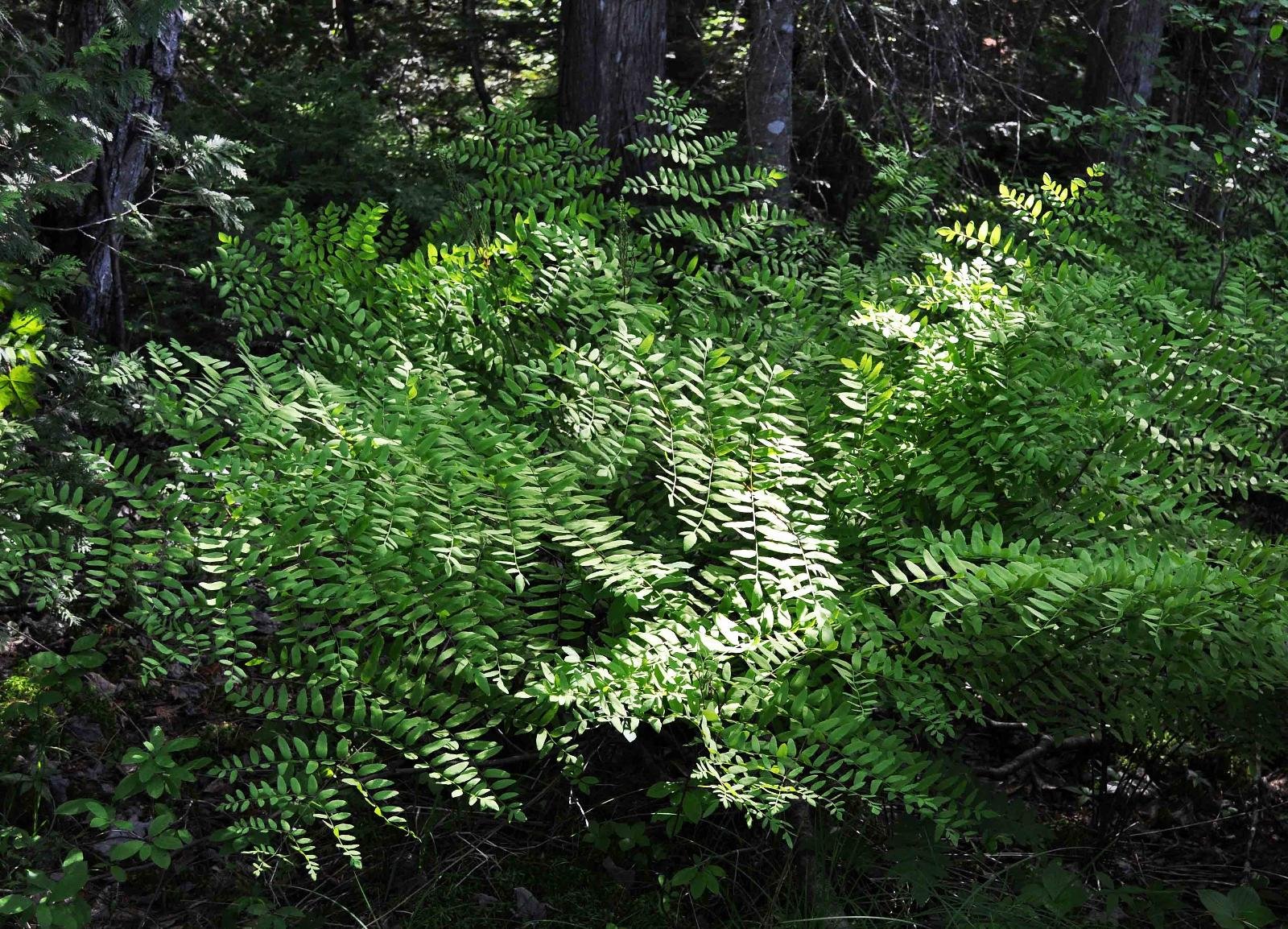 1352_3_osmundaceae_osmunda-regalis_sjm0175_june25-17_27_12_2019_3_27_16.jpg