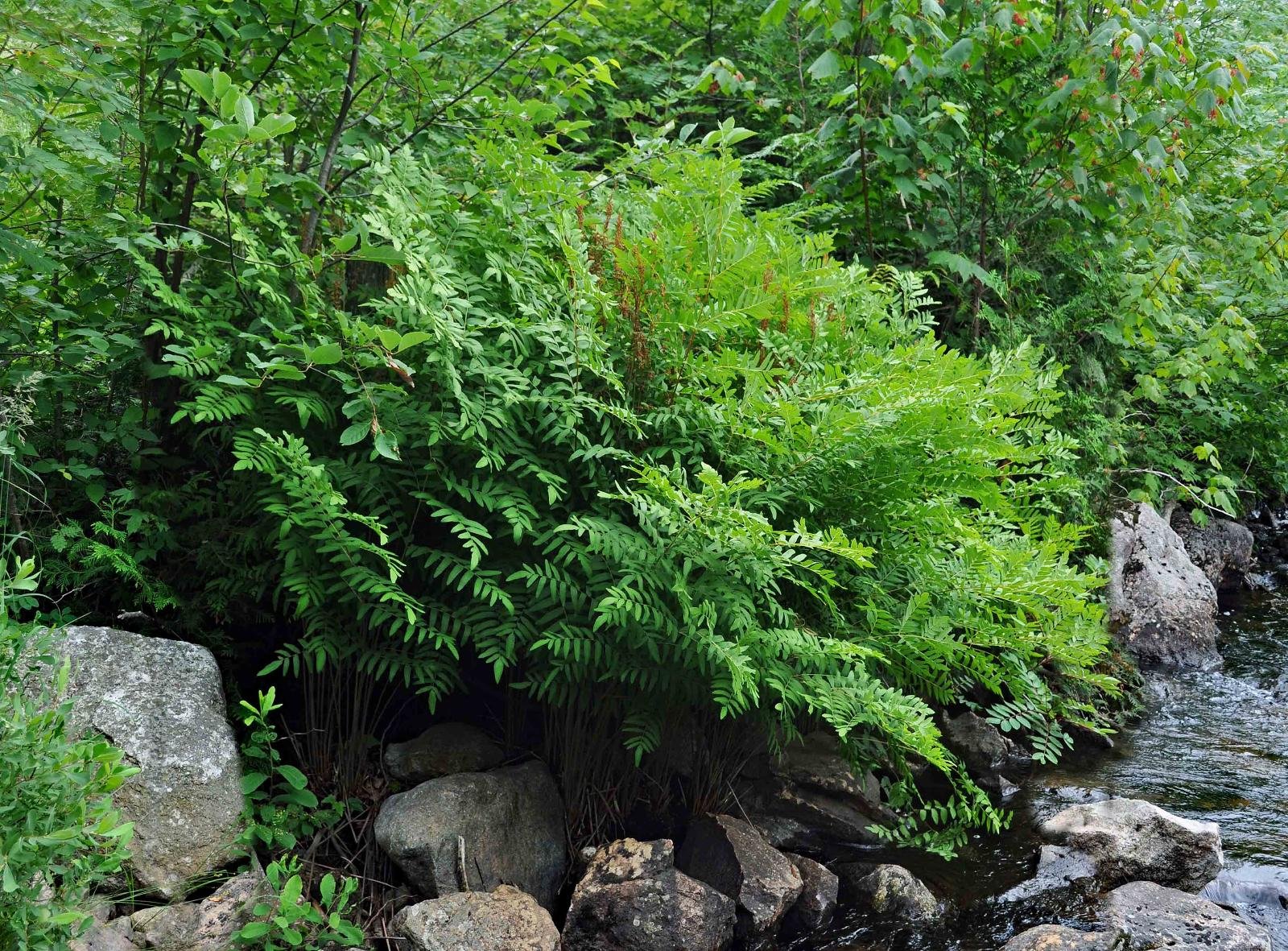 1351_2_osmundaceae_osmunda-regalis_sjm0649_july22-13_27_12_2019_3_27_03.jpg
