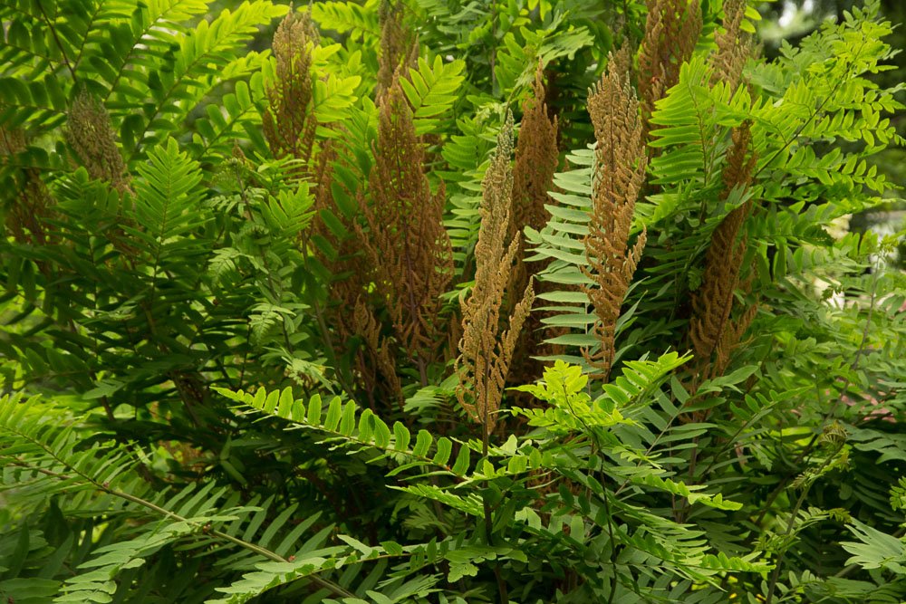 Osmunda-regalis-DG.jpg