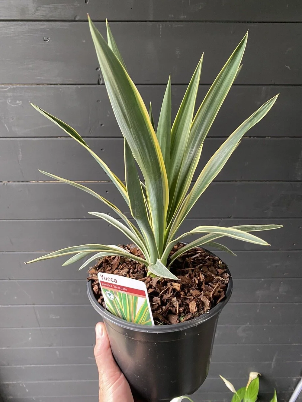 1-2 grow plants Tropica 1-2 Grow Eleocharis Pusilla (mini hair grass)  horizon aquatics