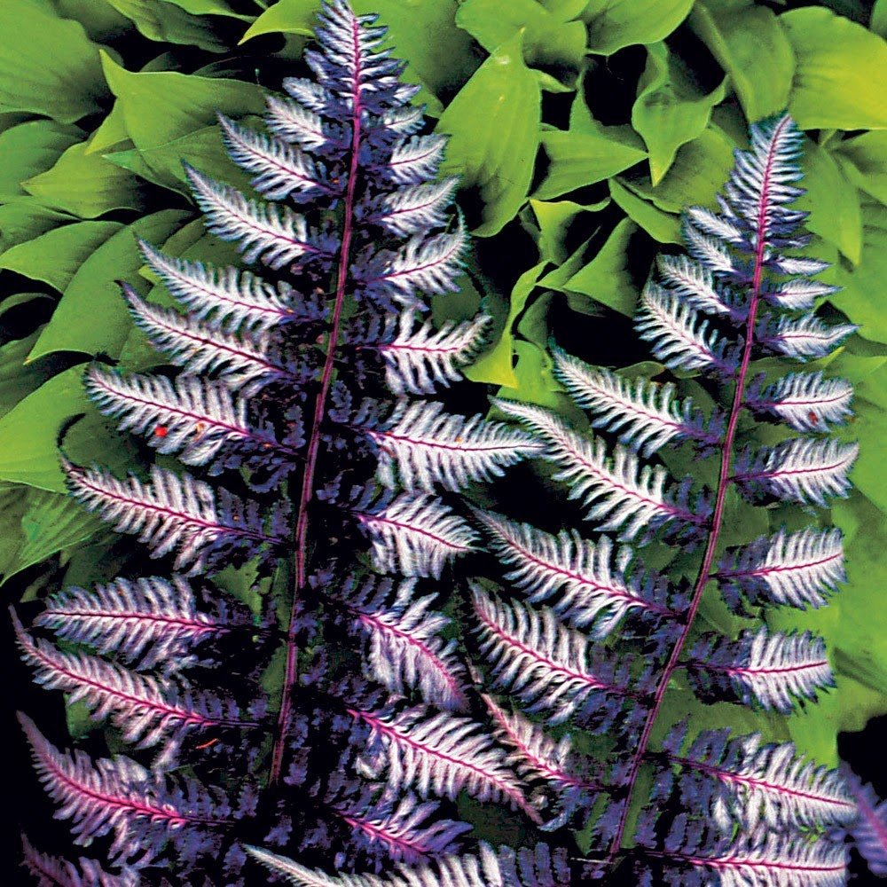 Athyrium niponicum.jpg