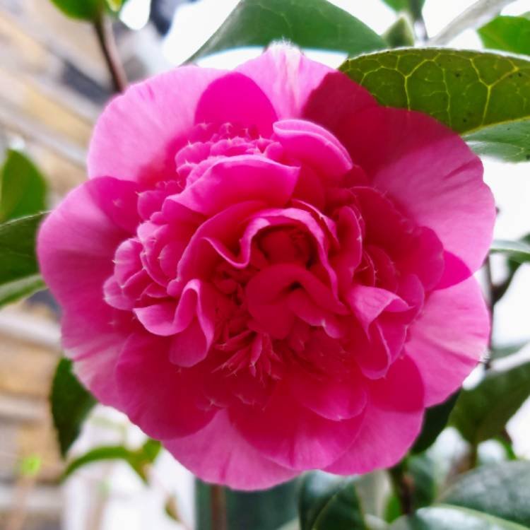camellia-x-williamsii-debbie.jpeg