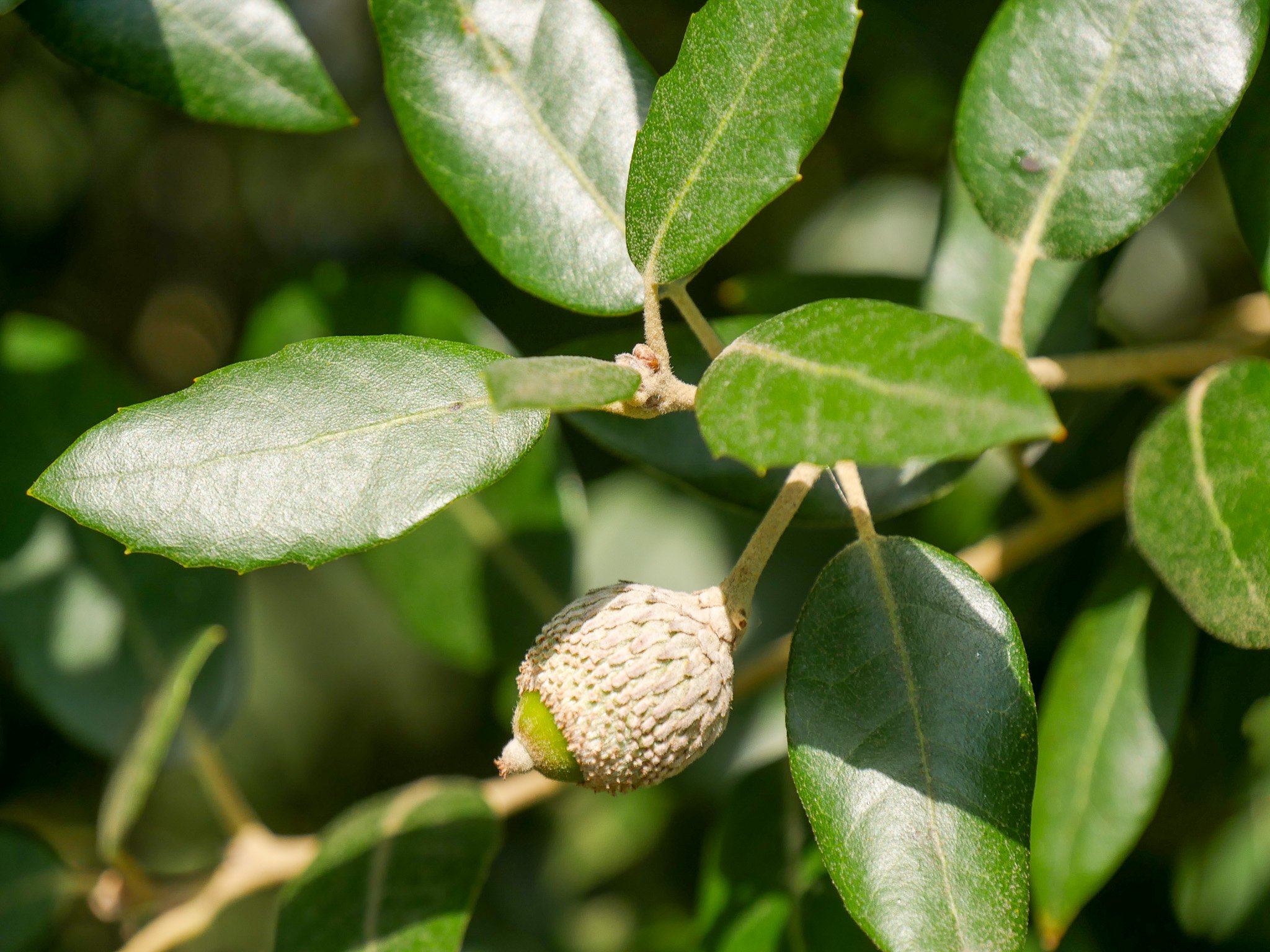 Quercus ilex-s bladdetail.jpg