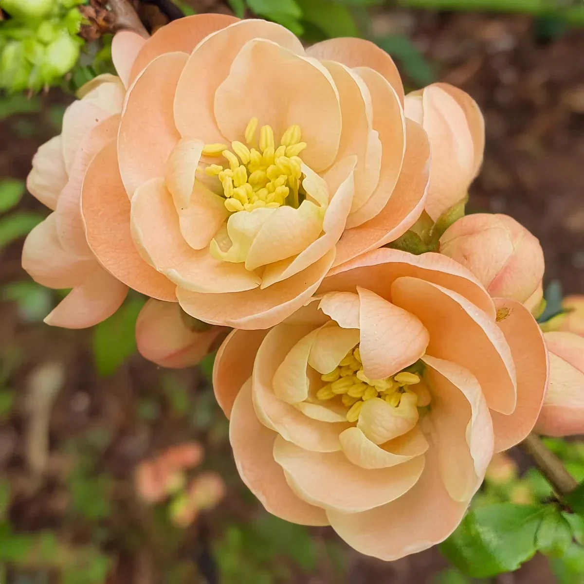 Chaenomeles-speciosa-Geisha-Girl-01.webp