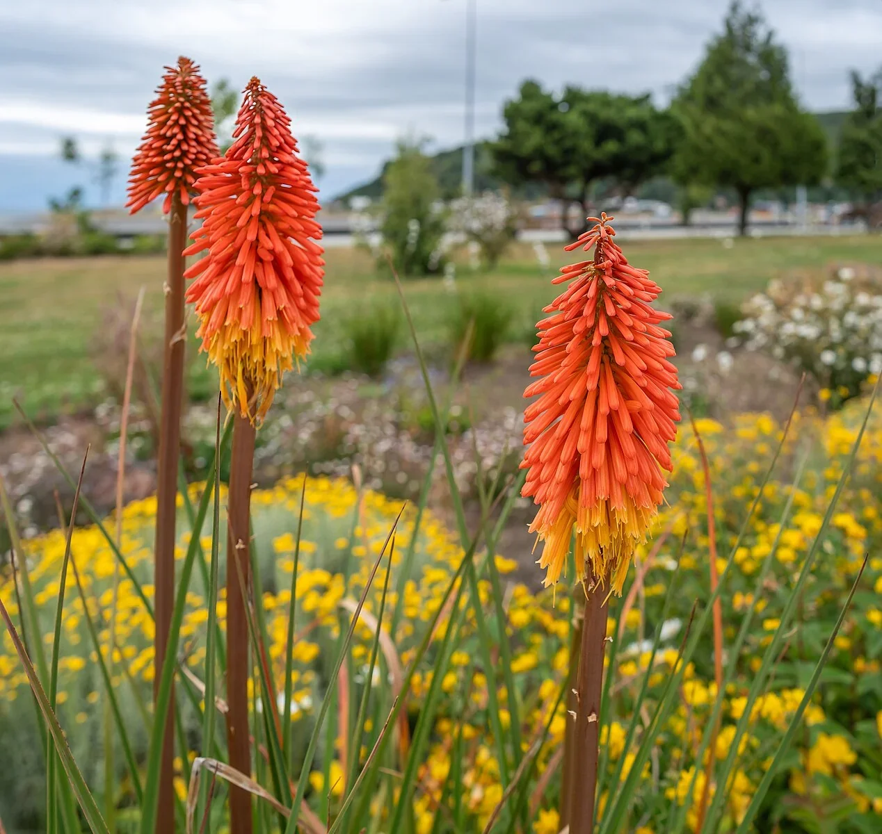Kniphofia_Uvaria_-_A74058920240105.webp