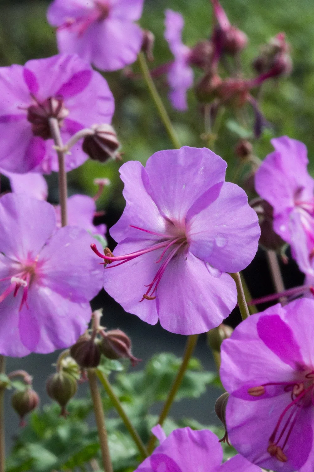 Geranium_Karmina_GERKAR_SHN_1_A.jpg