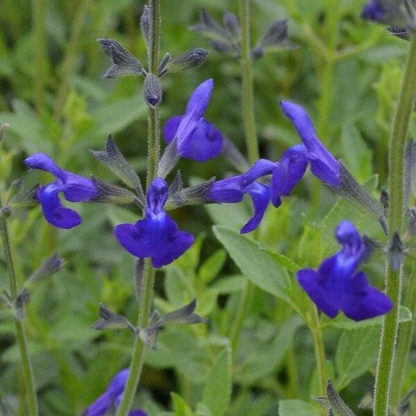 Salvia-microphylla-Blue-Monrovia-3-1-compress.jpg
